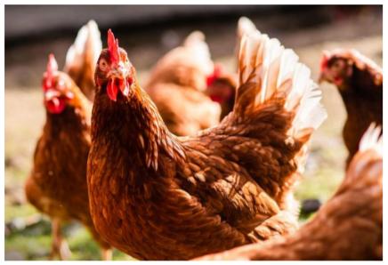 Defensa efectiva contra plagas en la crianza de pollos, gallina y pavos e industria del huevo - Image 1