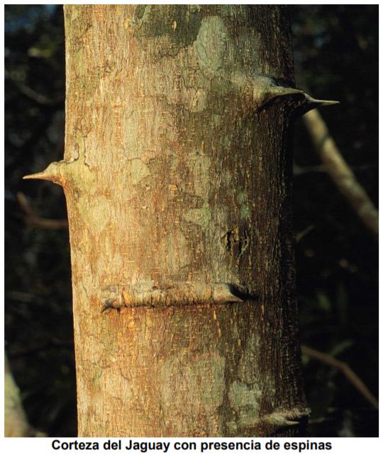 Bondades nutricionales del árbol Jaguay (Pithecellobium dulce), nativo del trópico seco guatemalteco - Image 6