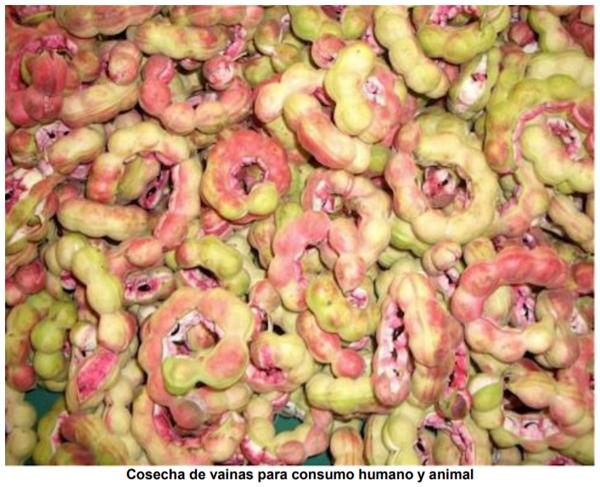Bondades nutricionales del árbol Jaguay (Pithecellobium dulce), nativo del trópico seco guatemalteco - Image 5