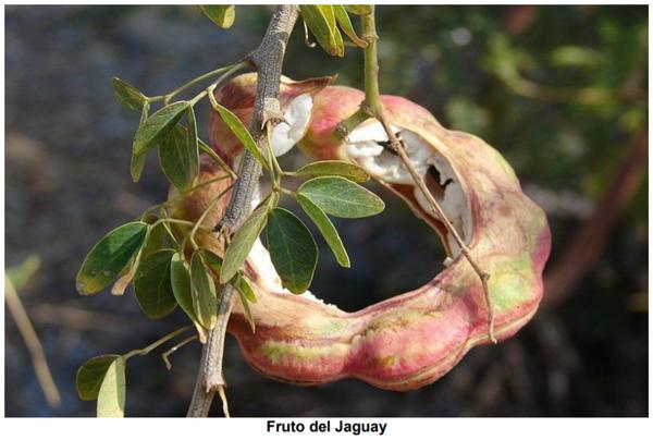 Bondades nutricionales del árbol Jaguay (Pithecellobium dulce), nativo del trópico seco guatemalteco - Image 2