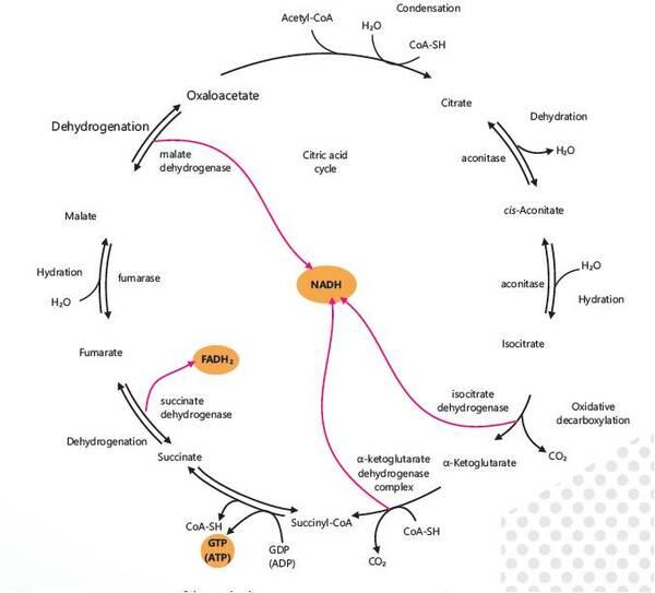 Mecanismos del estrés oxidativo - Image 2