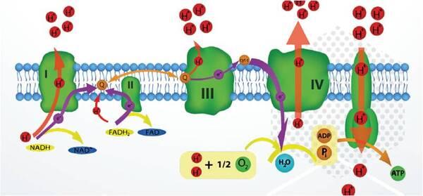 Mecanismos del estrés oxidativo - Image 3