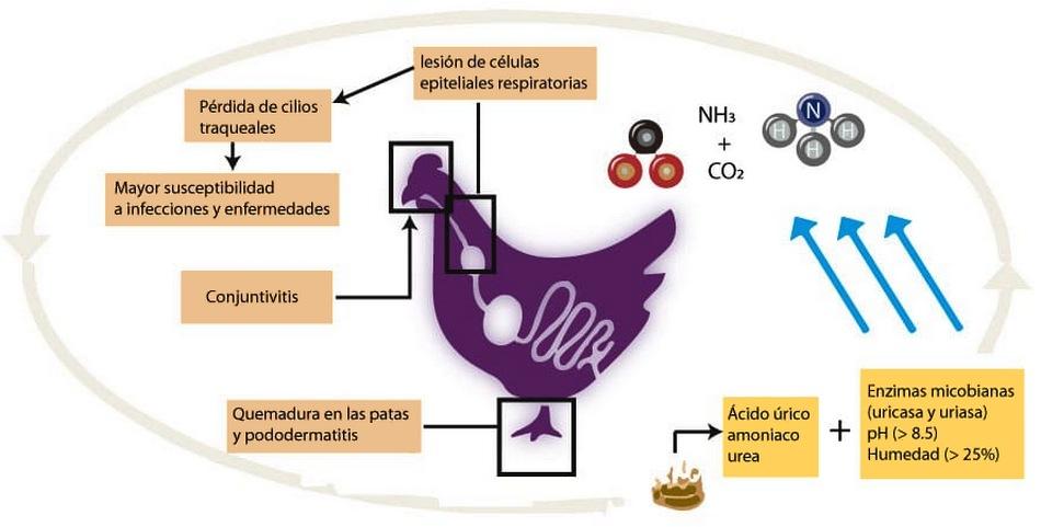 Los efectos del amoníaco en la producción avícola - Parte 1 - Image 1