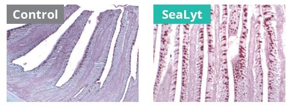 Impacto de SeaLyt en la mortalidad y en la histología intestinal de pollos de engorde - Image 4
