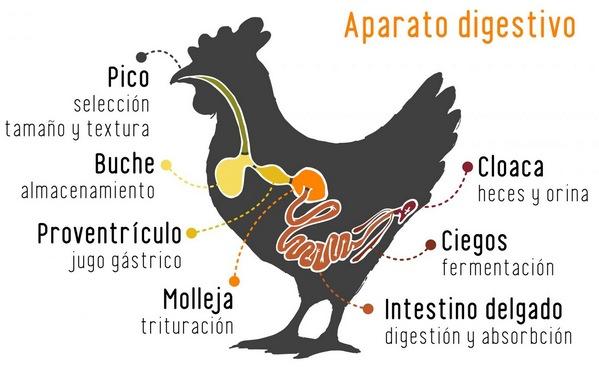 ¿Qué comen las gallinas ponedoras? - Image 1