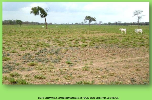 Informe sobre mejoramiento de suelos con la rotación de un cultivo de frejol en pastizales en la hacienda ganadera “La Cañuela” - Image 3