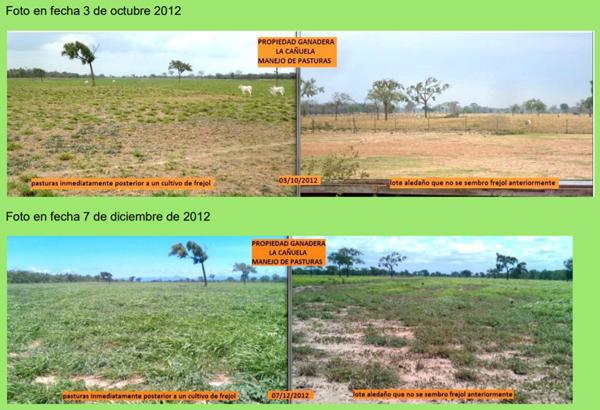 Informe sobre mejoramiento de suelos con la rotación de un cultivo de frejol en pastizales en la hacienda ganadera “La Cañuela” - Image 5