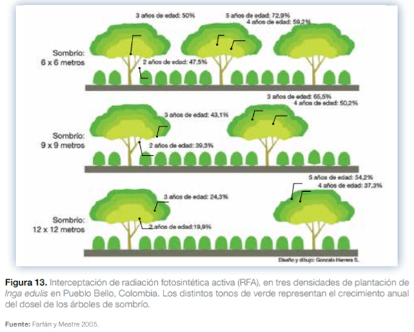 Sistemas agroforestales en Mesoamérica para la restauración de áreas degradadas - Image 14