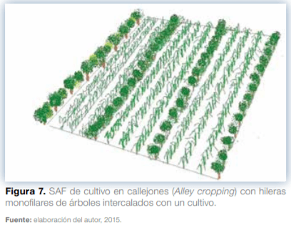Sistemas agroforestales en Mesoamérica para la restauración de áreas degradadas - Image 10