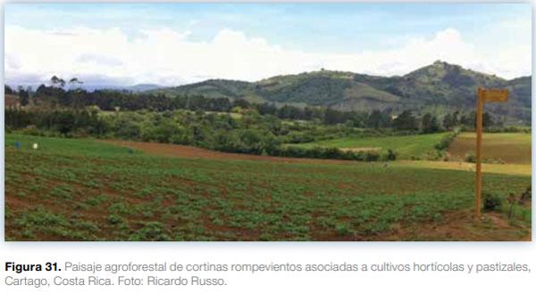 Sistemas agroforestales en Mesoamérica para la restauración de áreas degradadas - Image 29