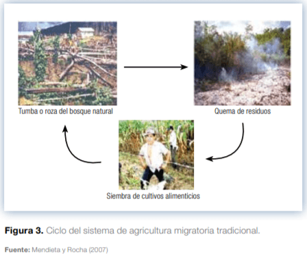 Sistemas agroforestales en Mesoamérica para la restauración de áreas degradadas - Image 6