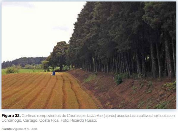 Sistemas agroforestales en Mesoamérica para la restauración de áreas degradadas - Image 30