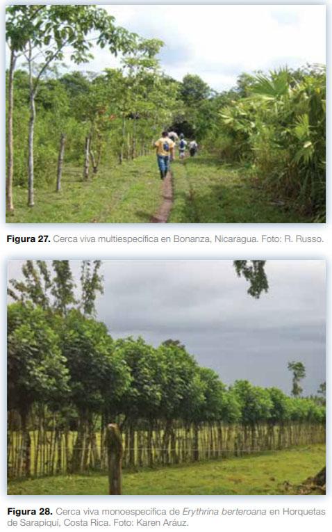 Sistemas agroforestales en Mesoamérica para la restauración de áreas degradadas - Image 25