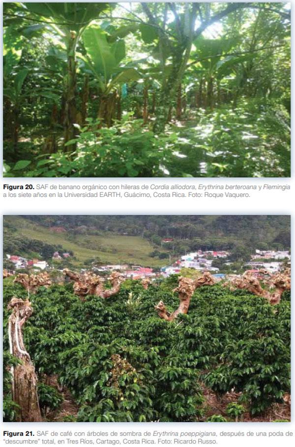 Sistemas agroforestales en Mesoamérica para la restauración de áreas degradadas - Image 20