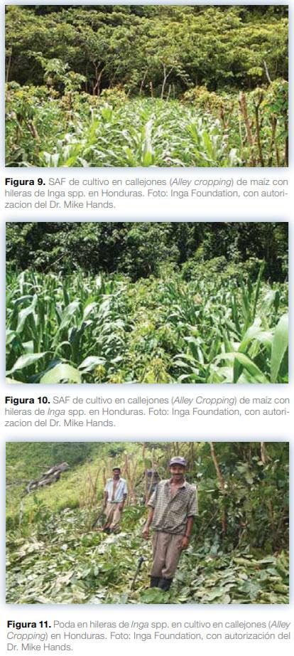 Sistemas agroforestales en Mesoamérica para la restauración de áreas degradadas - Image 12