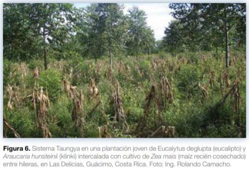 Sistemas agroforestales en Mesoamérica para la restauración de áreas degradadas - Image 9