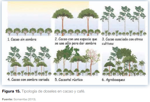 Sistemas agroforestales en Mesoamérica para la restauración de áreas degradadas - Image 16