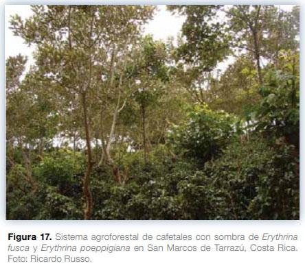 Sistemas agroforestales en Mesoamérica para la restauración de áreas degradadas - Image 18
