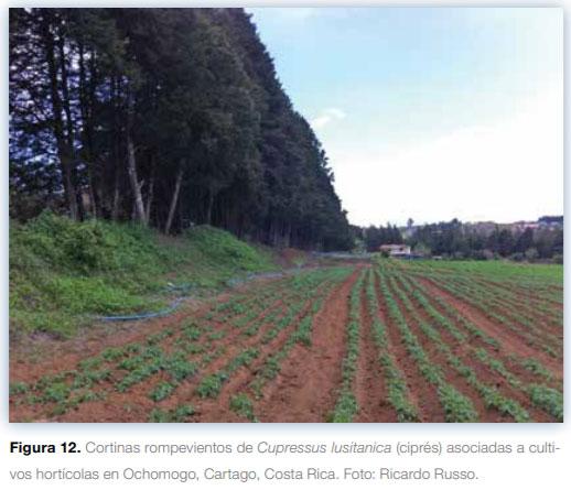 Sistemas agroforestales en Mesoamérica para la restauración de áreas degradadas - Image 13