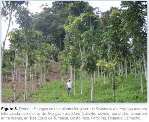 Sistemas agroforestales en Mesoamérica para la restauración de áreas degradadas - Image 8