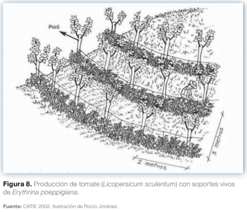 Sistemas agroforestales en Mesoamérica para la restauración de áreas degradadas - Image 11