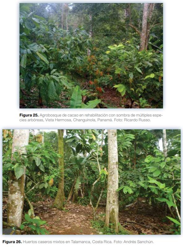 Sistemas agroforestales en Mesoamérica para la restauración de áreas degradadas - Image 23