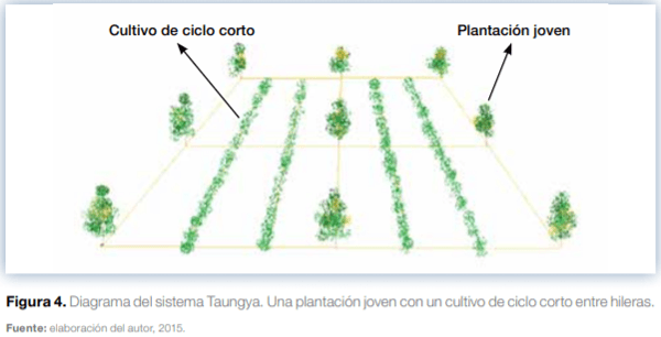 Sistemas agroforestales en Mesoamérica para la restauración de áreas degradadas - Image 7