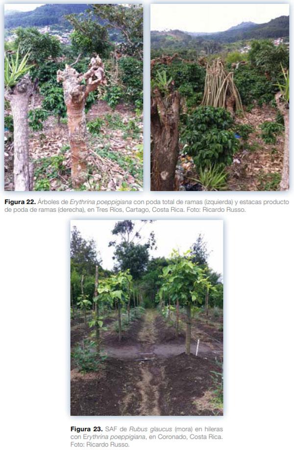 Sistemas agroforestales en Mesoamérica para la restauración de áreas degradadas - Image 21