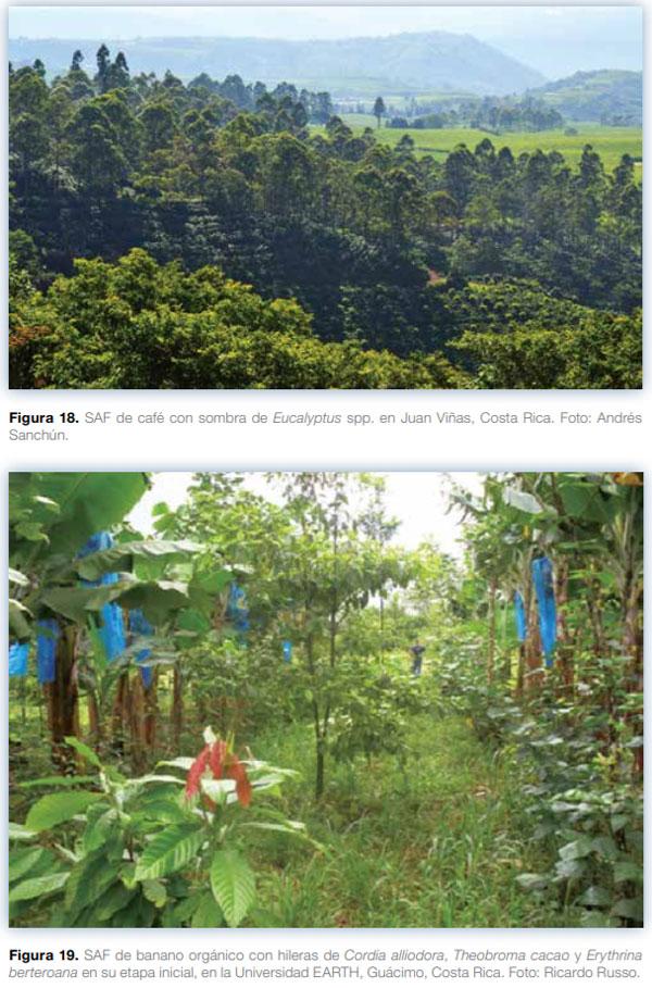 Sistemas agroforestales en Mesoamérica para la restauración de áreas degradadas - Image 19