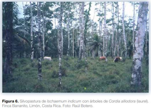 Sistemas silvopastoriles en Mesoamérica para la restauración de áreas degradadas - Image 9