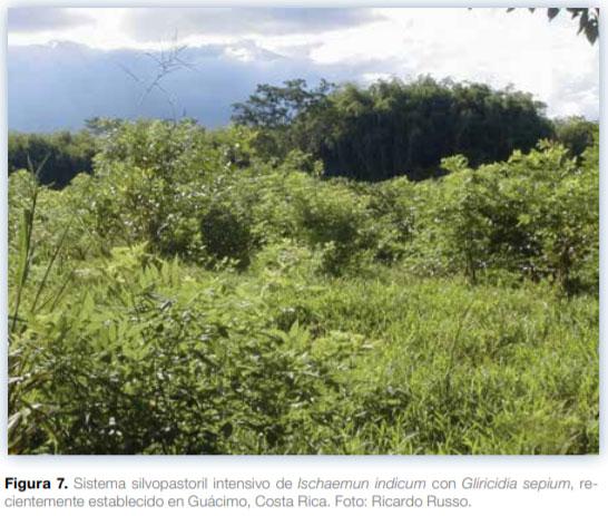 Sistemas silvopastoriles en Mesoamérica para la restauración de áreas degradadas - Image 10