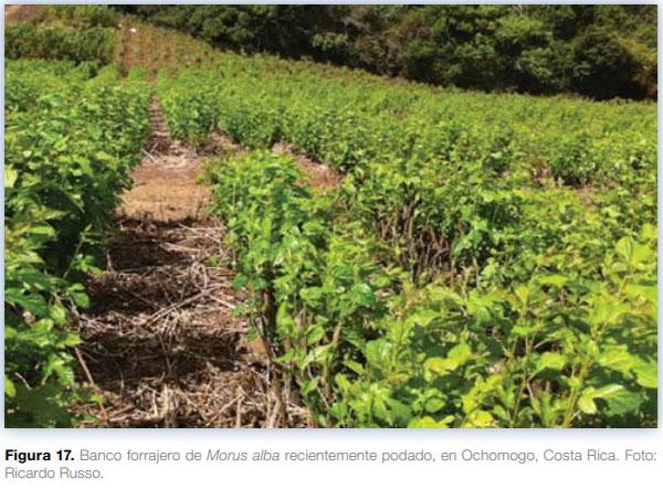 Sistemas silvopastoriles en Mesoamérica para la restauración de áreas degradadas - Image 16
