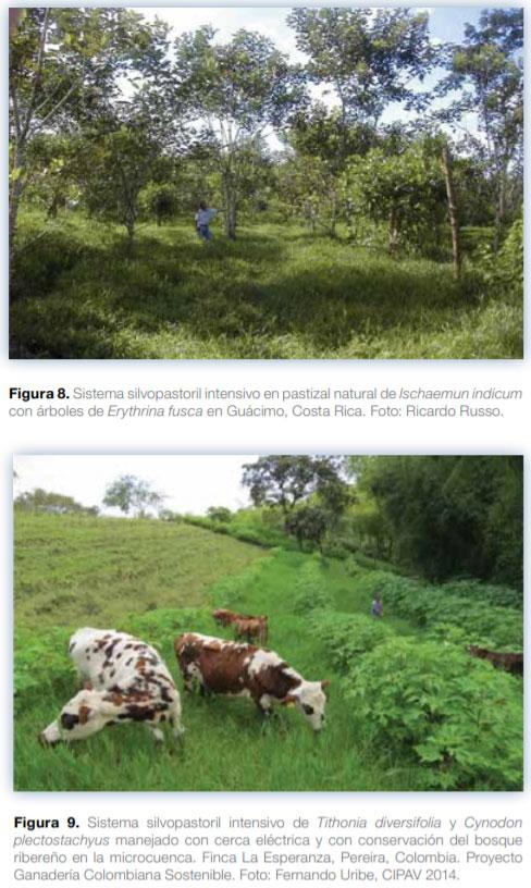 Sistemas silvopastoriles en Mesoamérica para la restauración de áreas degradadas - Image 11