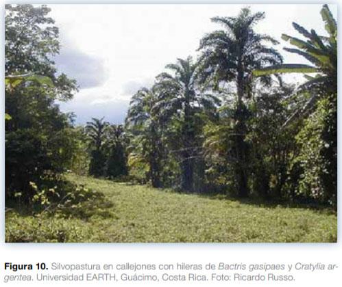 Sistemas silvopastoriles en Mesoamérica para la restauración de áreas degradadas - Image 12