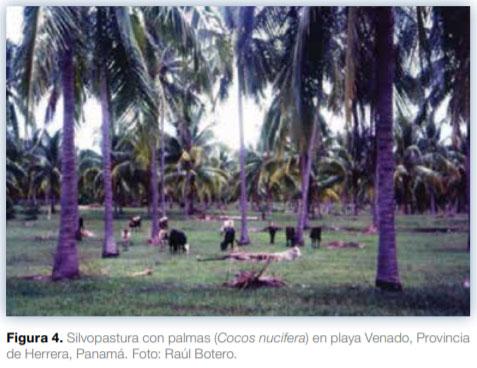 Sistemas silvopastoriles en Mesoamérica para la restauración de áreas degradadas - Image 6