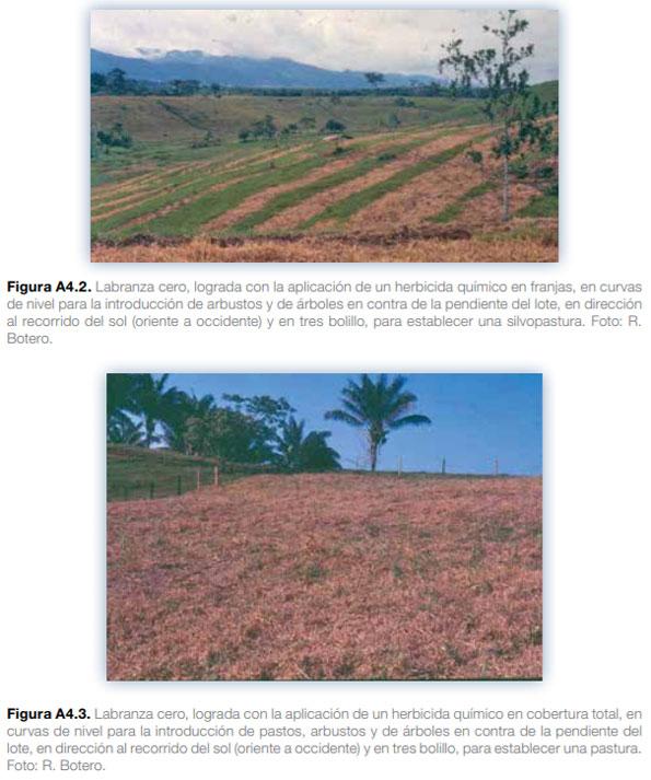 Sistemas silvopastoriles en Mesoamérica para la restauración de áreas degradadas - Image 32