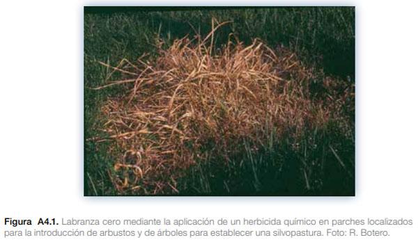 Sistemas silvopastoriles en Mesoamérica para la restauración de áreas degradadas - Image 31
