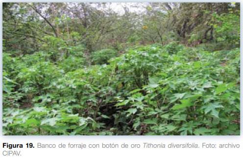 Sistemas silvopastoriles en Mesoamérica para la restauración de áreas degradadas - Image 18