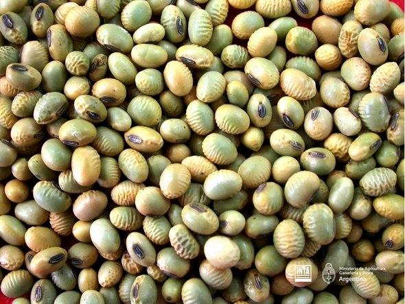 Semillas verdes de soja: toma de decisiones y destino de lotes - Image 1