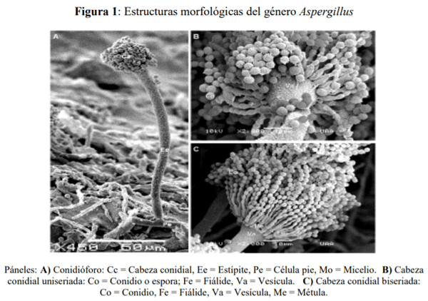 Caracterización de Aspergillus Flavus y cuantificación de aflatoxinas en pienso y leche cruda de vacas en Aguascalientes, México - Image 2