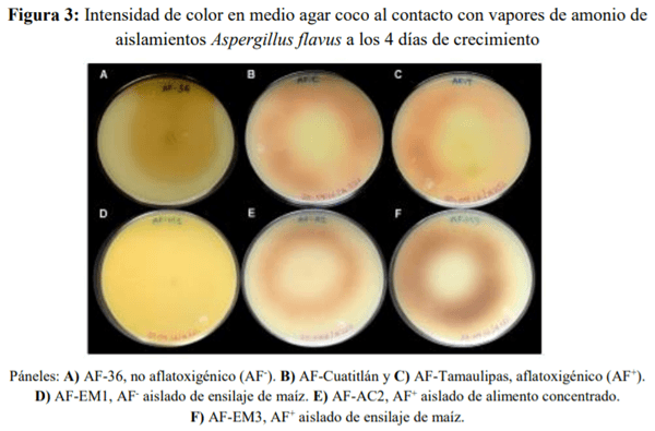 Caracterización de Aspergillus Flavus y cuantificación de aflatoxinas en pienso y leche cruda de vacas en Aguascalientes, México - Image 5