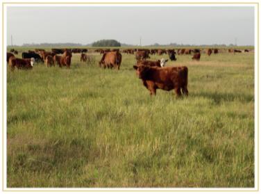 Deficiencias de cobre en rodeos de cría bovina en Venado Tuerto, Santa Fe - Image 2