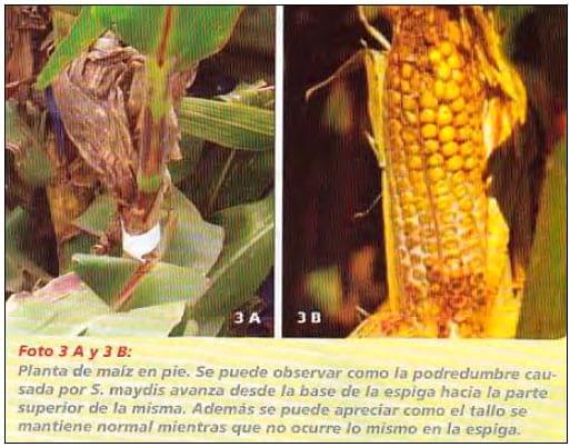Diplodiosis, enfermedad causada por Micotoxinas en maíz, hongos en los rastrojos de maíz. Problemas en las vacas. - Image 3
