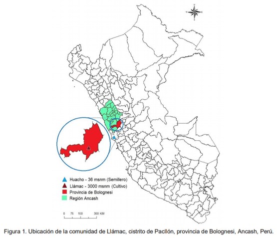 Producción y calidad forrajera de tres especies del género Pennisetum en el Valle Altoandino de Ancash - Image 1