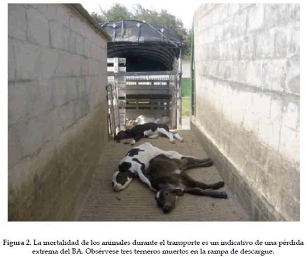 El transporte terrestre de bovinos y sus implicaciones en el bienestar animal: Revisión - Image 2