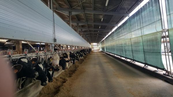 Reflexiones e ideas sobre algunos factores que pueden afectar la efectividad de mitigación del estrés por calor en granjas lecheras - Image 5