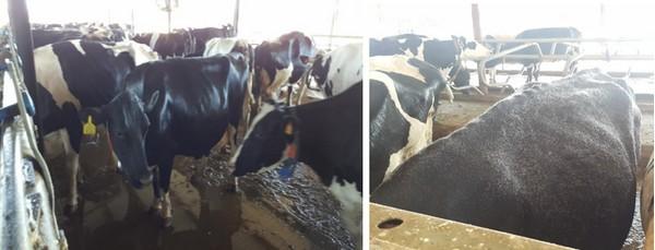 Reflexiones e ideas sobre algunos factores que pueden afectar la efectividad de mitigación del estrés por calor en granjas lecheras - Image 6