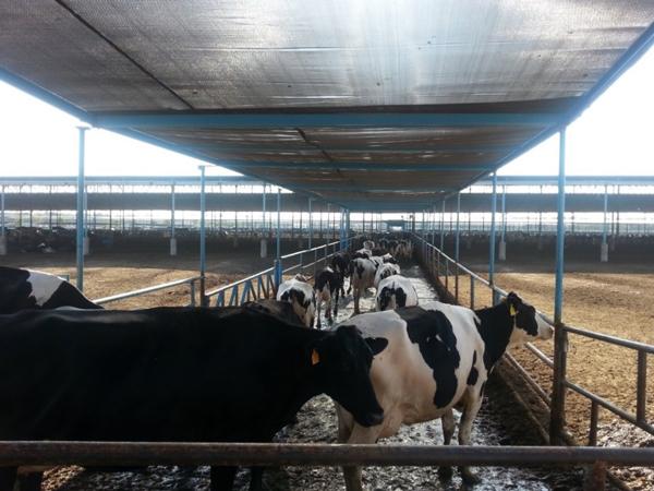 Reflexiones e ideas sobre algunos factores que pueden afectar la efectividad de mitigación del estrés por calor en granjas lecheras - Image 2