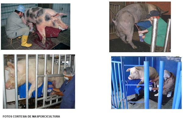 Manejo de un centro de inseminación artificial porcina - Image 2