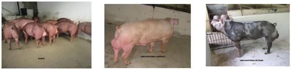 Manejo de un centro de inseminación artificial porcina - Image 4